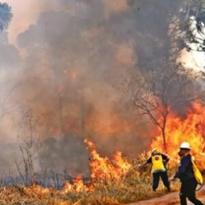 detectan-y-controlan-a-tiempo-un-incendio-en-la-selva-paranaense-gracias-a-tecnologia-argentina
