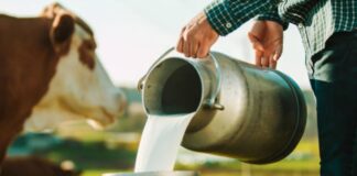 El SENASA prohibió el uso de una hormona que aumenta la producción de leche en vacas el-senasa-prohibio-el-uso-de-una-hormona-que-aumenta-la-produccion-de-leche-en-vacas