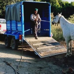 como-es-el-plan-para-dar-en-adopcion-a-los-caballos-que-deambulan-por-las-calles-de-bariloche?