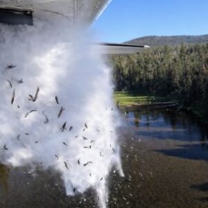 peces-que-caen-del-cielo:-como-funciona-el-sistema-para-lanzar-miles-de-truchas-desde-aviones