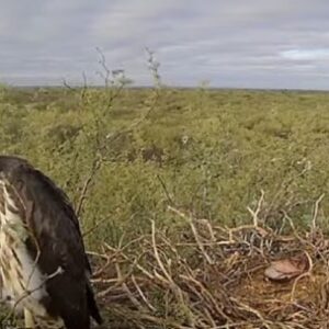cientificos-argentinos-transmiten-en-vivo-desde-un-nido-de-aguila-coronada
