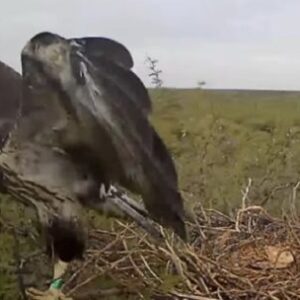 asi-fue-el-primer-vuelo-de-un-pichon-de-aguila-coronada-para-abandonar-su-nido