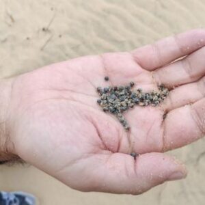 debaten-prohibir-el-plomo-en-la-pesca-y-la-caza-por-su-impacto-en-la-salud-y-la-fauna