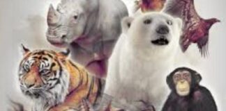 Afirman que en el planeta hay el doble de especies de vertebrados de lo que se creía afirman-que-en-el-planeta-hay-el-doble-de-especies-de-vertebrados-de-lo-que-se-creia