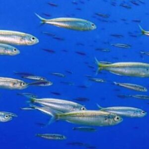 el-calentamiento-del-oceano-reduce-la-poblacion-de-los-peces-a-pasos-agigantados