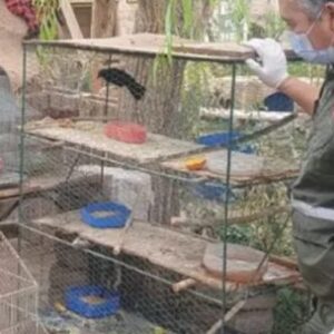 desarticulan-varias-redes-de-trafico-ilegal-de-fauna-silvestre-en-san-juan