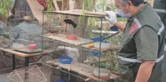 Desarticulan varias redes de tráfico ilegal de fauna silvestre en San Juan desarticulan-varias-redes-de-trafico-ilegal-de-fauna-silvestre-en-san-juan