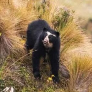 mira-el-oso-andino-que-avistaron-en-el-noroeste-argentino