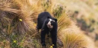 Mirá el oso andino que avistaron en el noroeste argentino mira-el-oso-andino-que-avistaron-en-el-noroeste-argentino