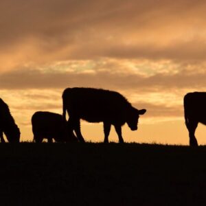 frigorificos-en-vilo:-los-costos-presionan-sobre-el-precio-de-la-carne,-cae-la-faena-y-baja-la-rentabilidad
