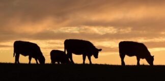 Frigoríficos en vilo: los costos presionan sobre el precio de la carne, cae la faena y baja la rentabilidad frigorificos-en-vilo:-los-costos-presionan-sobre-el-precio-de-la-carne,-cae-la-faena-y-baja-la-rentabilidad