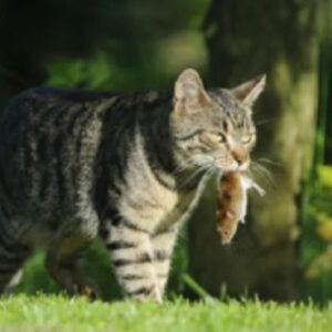 afirman-que-el-gato-domestico-es-uno-de-los-mayores-depredadores-del-planeta