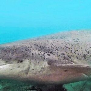 sin-precedentes:-investigan-a-un-pescador-por-capturar-un-tiburon-protegido-en-chubut