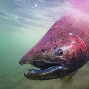 secuestran-mas-de-70-salmones-chinook-en-un-operativo-sorpresa-en-el-chalten