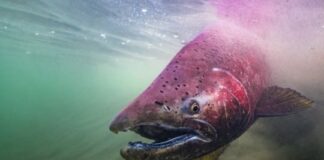 Secuestran más de 70 salmones Chinook en un operativo sorpresa en El Chaltén secuestran-mas-de-70-salmones-chinook-en-un-operativo-sorpresa-en-el-chalten