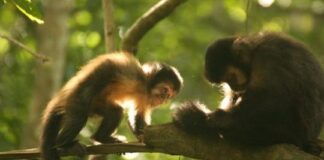 Científicos argentinos descubren porqué los monos caí descortezan los pinos en Misiones cientificos-argentinos-descubren-porque-los-monos-cai-descortezan-los-pinos-en-misiones