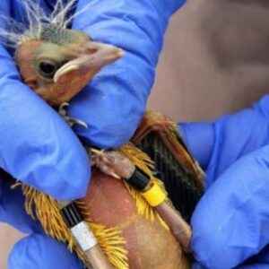 colocaron-transmisores-gps-a-decenas-de-ejemplares-de-tordo-amarillo-en-entre-rios