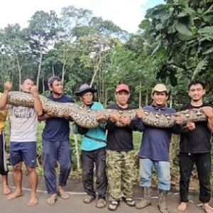te-presentamos-a-la-serpiente-salvaje-mas-larga-del-mundo-encontrada-en-indonesia