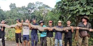 Te presentamos a la serpiente salvaje más larga del mundo encontrada en Indonesia te-presentamos-a-la-serpiente-salvaje-mas-larga-del-mundo-encontrada-en-indonesia