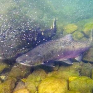 peligro-en-la-mesa:-por-que-desaconsejan-comer-salmon-chinook-producto-de-la-pesca-ilegal