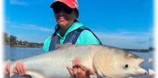 No las devuelvan: preocupación por el avance de carpas exóticas en el río Uruguay no-las-devuelvan:-preocupacion-por-el-avance-de-carpas-exoticas-en-el-rio-uruguay