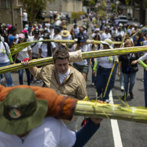 los-palmeros-de-chacao-bajaron-del-avila-con-palmas-para-el-domingo-de-ramos