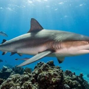 debate-caliente-en-la-costa-rionegrina:-prohibir-o-regular-la-pesca-de-tiburones?