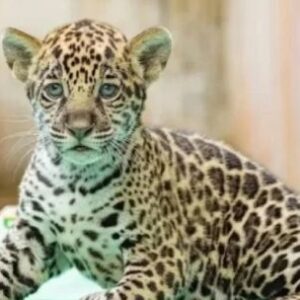 te-presentamos-al-yaguarete-que-nacio-en-un-bioparque-de-brasil
