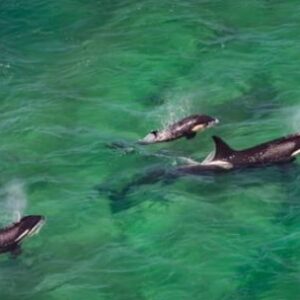 comenzo-la-temporada-2026-de-orcas-en-la-peninsula-valdes