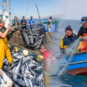 exportaciones-pesqueras-para-consumo-humano-directo-crecen-125.1%-en-enero
