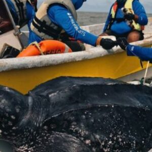 por-primera-vez,-se-rastrean-satelitalmente-machos-de-tortuga-laud-en-el-mar-argentino