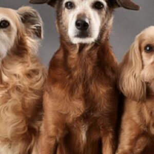 revelan-cuando-comienza-la-vejez-de-los-perros-segun-cada-raza