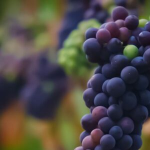 el-gobierno-distribuyo-cupos-para-exportar-jugo-de-uva-a-eeuu-por-mas-de-40.000-toneladas