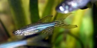 Descubren cómo el pez cebra regenera un órgano completo en solo 7 días descubren-como-el-pez-cebra-regenera-un-organo-completo-en-solo-7-dias