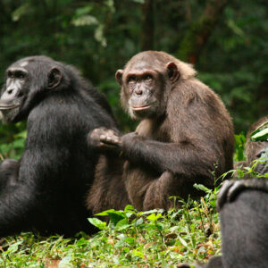 se-desata-una-rara-y-mortal-guerra-civil-entre-chimpances:-ataques-coordinados-y-crias-asesinadas