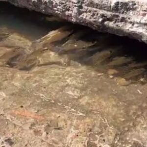 peces-en-las-alcantarillas:-por-que-aparecen-en-buenos-aires-tras-lluvias-intensas