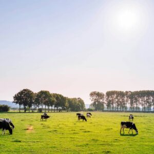 beef-consumption-in-argentina-hits-lowest-mark-in-20-years