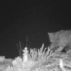 avistan-a-una-pareja-de-gatos-andinos-en-mendoza