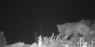 Avistan a una pareja de gatos andinos en Mendoza avistan-a-una-pareja-de-gatos-andinos-en-mendoza