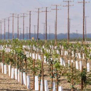 aux-etats-unis,-les-producteurs-de-noix-et-de-pistaches-californiens-afectados-por-la-guerra-en-iran
