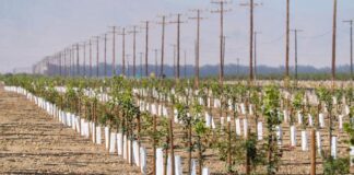 Aux Etats-Unis, les producteurs de noix et de pistaches californiens afectados por la guerra en Irán aux-etats-unis,-les-producteurs-de-noix-et-de-pistaches-californiens-afectados-por-la-guerra-en-iran