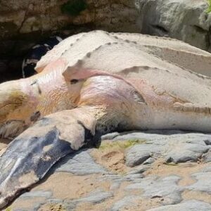 mira-la-tortuga-laud-que-aparecio-sin-vida-en-una-playa-de-cantabria