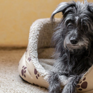 cuanto-sale-una-cama-termica-o-una-cucha-aislante-para-perros-en-abril-2026:-precios-y-alternativas
