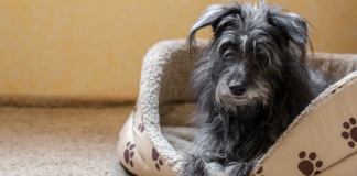 Cuánto sale una cama térmica o una cucha aislante para perros en abril 2026: precios y alternativas cuanto-sale-una-cama-termica-o-una-cucha-aislante-para-perros-en-abril-2026:-precios-y-alternativas