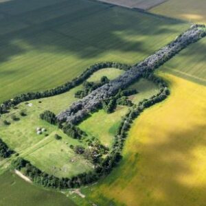 guitarra-gigante-de-arboles-sirve-como-homenaje-al-amor-eterno