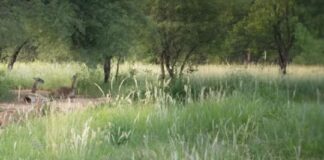 Liberan a una segunda tanda deguanacosen El Impenetrable liberan-a-una-segunda-tanda-deguanacosen-el-impenetrable