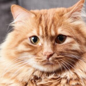en-cordoba-estan-matando-gatos-domesticos-para-poder-comer