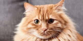 En Córdoba están matando gatos domésticos para poder comer en-cordoba-estan-matando-gatos-domesticos-para-poder-comer