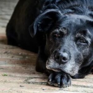 como-frenar-el-desgaste-fisico-en-los-perros-mayores-de-acuerdo-a-su-tamano?