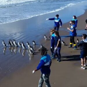 15-pinguinos-regresaron-al-mar-en-la-costa-bonaerense,-tras-meses-de-rehabilitacion